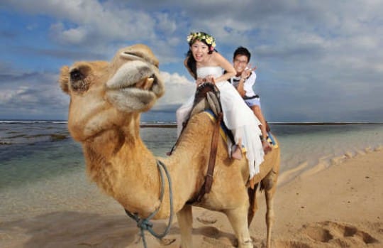 Pre wedding in Bali with camel background