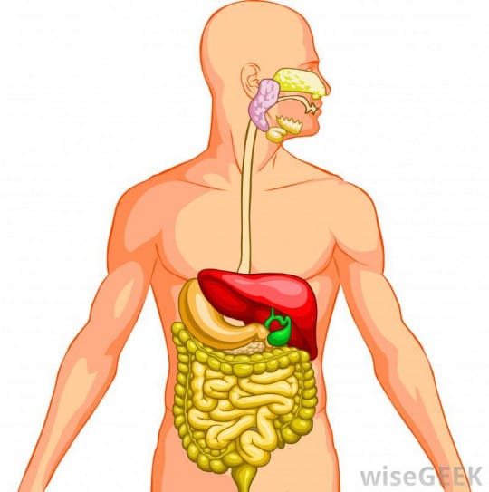 Membersihkan Sistem Pencernaan