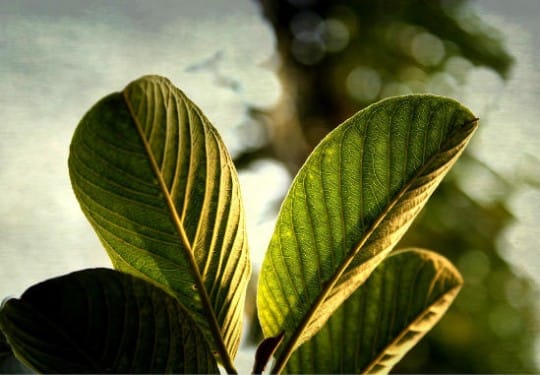 Cara Mengatasi Penyakit Maag dengan Metode Alami